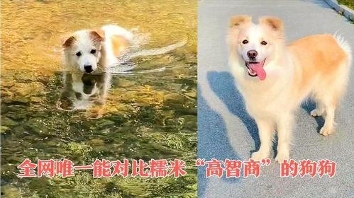 智商网红狗
